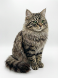 Custom 3D Wool-Felt Cat Sculpture - 10 inch